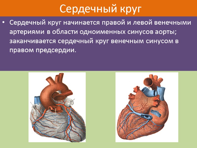 Сердечный круг Сердечный круг начинается правой и левой венечными артериями в области одноименных синусов